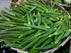 Bhindi (Okra) 2000 gms ( Only for Munich Based Customers )
